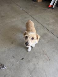 Found/Stray Male Dog last seen Grand mammoth pl and jurassic, Victorville, CA 92394