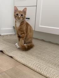 Reunited Unknown Cat last seen Marlowe Gateway, St. Petersburg, FL 33716