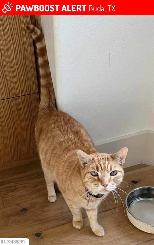 Lost Male Cat last seen Woodland Oaks Trail and Wood Hollow Ct in Oak Forest Neighborhood Buda Tx, Buda, TX 78610