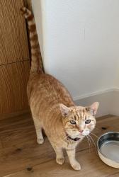 Lost Male Cat last seen Woodland Oaks Trail and Wood Hollow Ct in Oak Forest Neighborhood Buda Tx, Buda, TX 78610