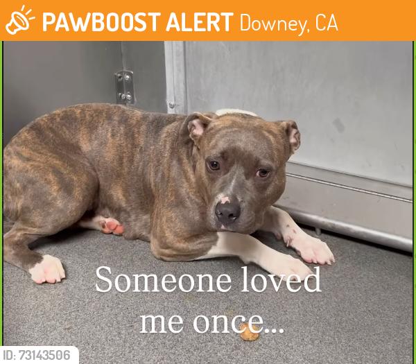 Found/Stray Female Dog last seen SEAACA Shelter- Downey, Downey, CA 90241