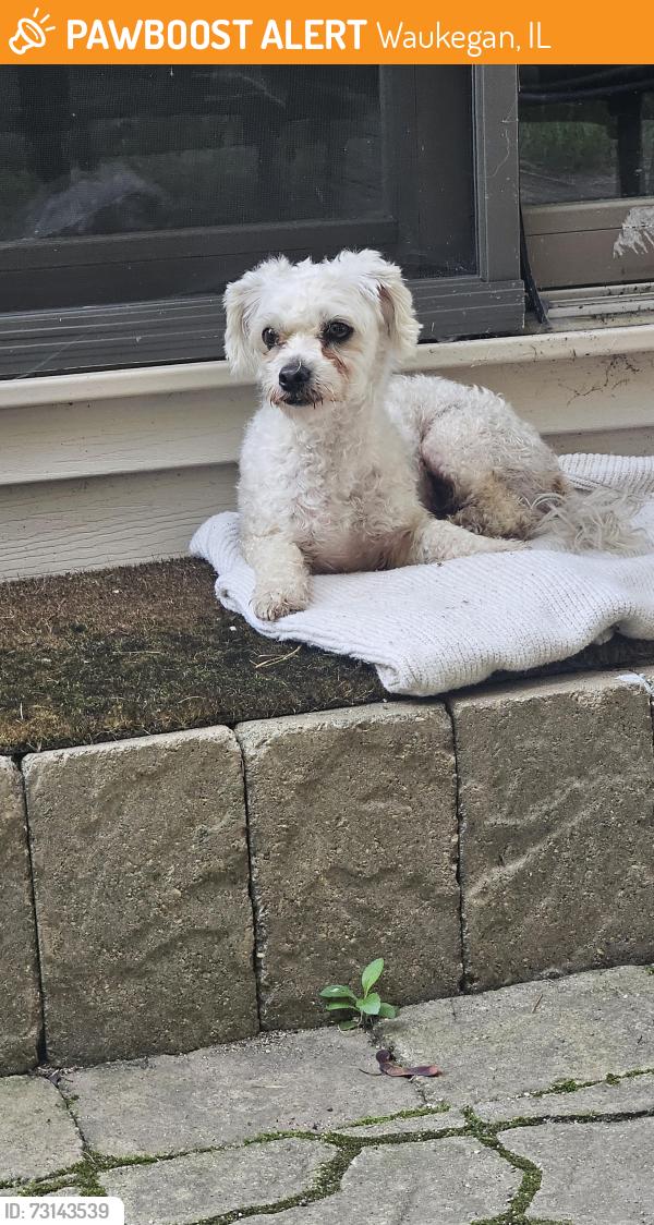 Found/Stray Female Dog last seen Lyons Woods, Waukegan, IL 60087