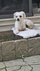 Found/Stray Female Dog last seen Lyons Woods, Waukegan, IL 60087