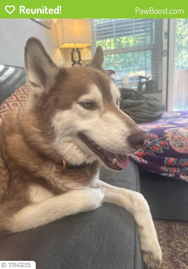 Reunited Male Dog last seen City hill church, Kenmore, WA 98028
