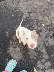 Found/Stray Male Dog last seen highland drive and Hwy 138, Fayetteville, GA 30214