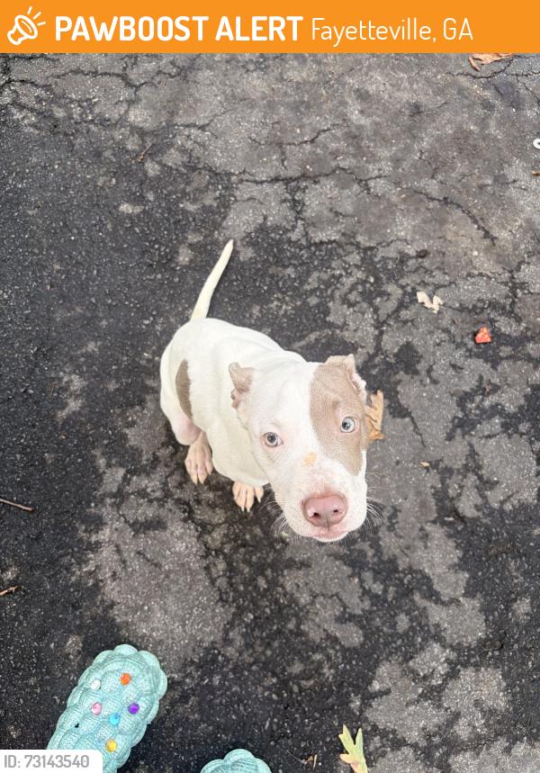 Found/Stray Male Dog last seen highland drive and Hwy 138, Fayetteville, GA 30214