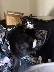 Lost Male Cat last seen Deanshanger Road, Wicken, England MK19 6BS