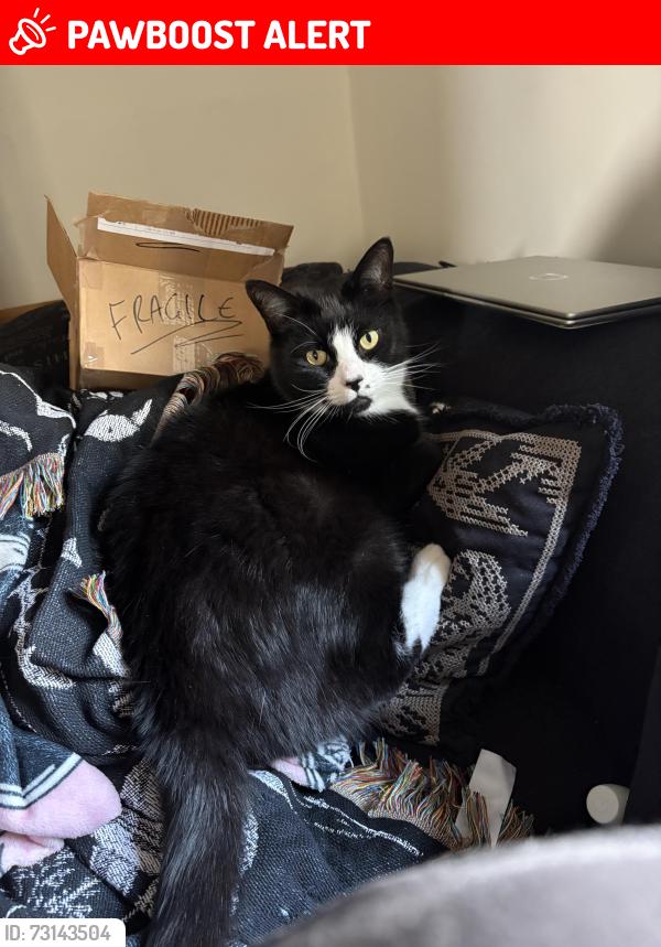 Lost Male Cat last seen Deanshanger Road, Wicken, England MK19 6BS