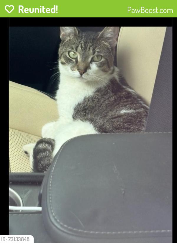 Reunited Male Cat last seen Lehigh ave and 27th st, Philadelphia, PA 19132