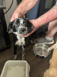 Found/Stray Unknown Dog last seen Lange way, Rhome, TX 76078