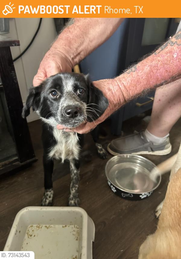Found/Stray Unknown Dog last seen Lange way, Rhome, TX 76078