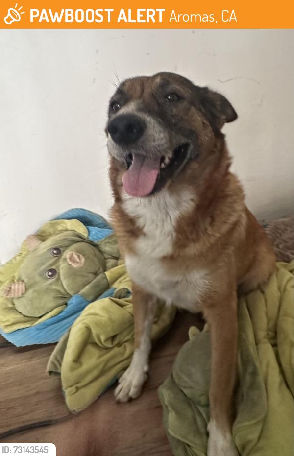 Found/Stray Female Dog last seen San Juan road x Carpenteria, Aromas, CA 95004