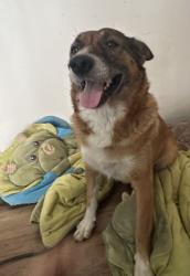 Found/Stray Female Dog last seen San Juan road x Carpenteria, Aromas, CA 95004
