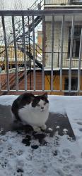 Reunited Male Cat last seen Avenue de Lorimier, Montréal, QC H2K 3X6