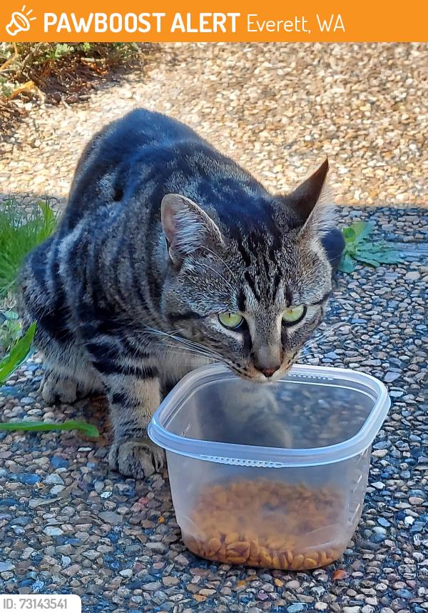 Found/Stray Unknown Cat last seen 32nd and Rockefeller,, Everett, WA 98201