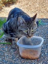 Found/Stray Unknown Cat last seen 32nd and Rockefeller,, Everett, WA 98201