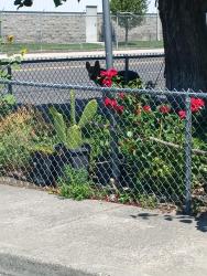 Found/Stray Male Dog last seen South 7th ave, Pasco, WA 99301