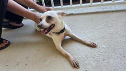 Reunited Female Dog last seen Eagle Lake Community, Kissimmee, FL 34746