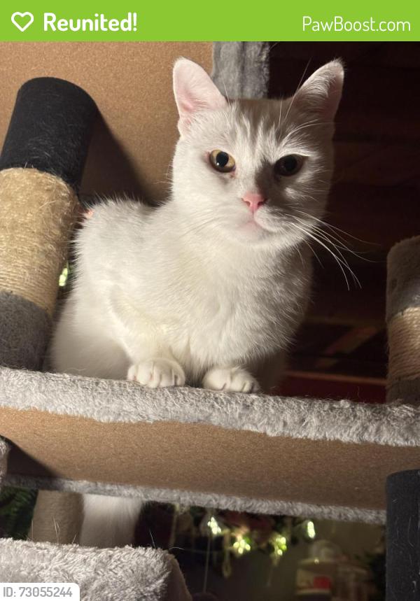 Reunited Male Cat last seen Webber st, Peterborough, ON K9J 5Y1