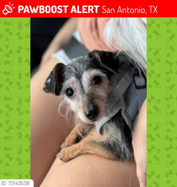 Lost Female Dog last seen Mission Creek neighborhood, San Antonio, TX 78223