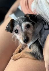Lost Female Dog last seen Mission Creek neighborhood, San Antonio, TX 78223