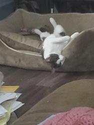 Reunited Female Cat last seen Gilbert and Lincoln by golf course and high school, Anaheim, CA 92801