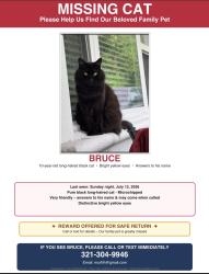 Lost Male Cat last seen Sherrington rd, Orlando, FL 32804