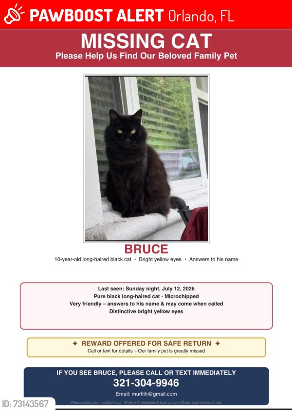 Lost Male Cat last seen Sherrington rd, Orlando, FL 32804