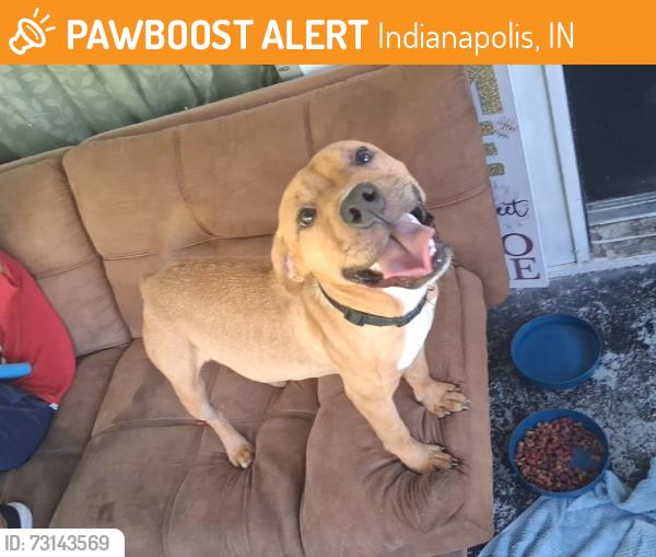 Found/Stray Male Dog last seen Dearborn st, Indianapolis, IN 46205