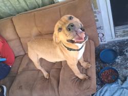 Found/Stray Male Dog last seen Dearborn st, Indianapolis, IN 46205
