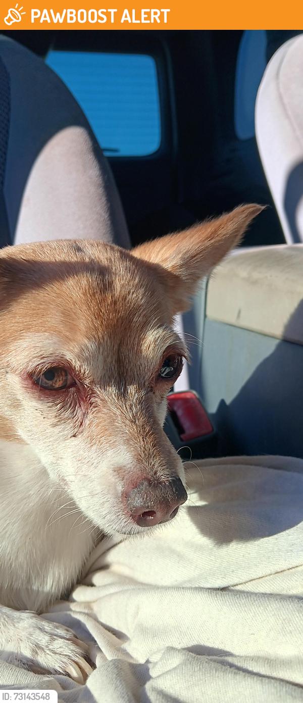 Found/Stray Female Dog last seen East Ave G and Division Lancaster, CA, Los Angeles County, CA 93534