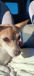 Found/Stray Female Dog last seen East Ave G and Division Lancaster, CA, Los Angeles County, CA 93534
