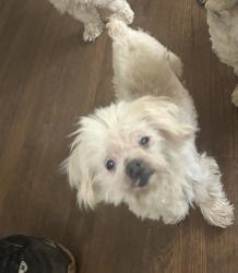 Reunited Male Dog last seen Court Q, Birmingham, AL 35208