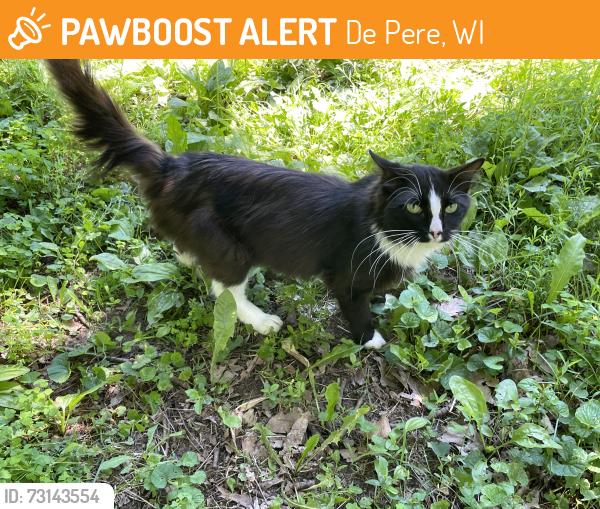 Found/Stray Male Cat last seen County Trunk Hwy PP & Shirley Road, Greenleaf, De Pere, WI 54115