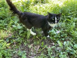 Found/Stray Male Cat last seen County Trunk Hwy PP & Shirley Road, Greenleaf, De Pere, WI 54115