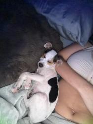 Lost Male Dog last seen Near Timberlan St Tampa, FL 33624 Estados Unidos, Northdale, FL 33624