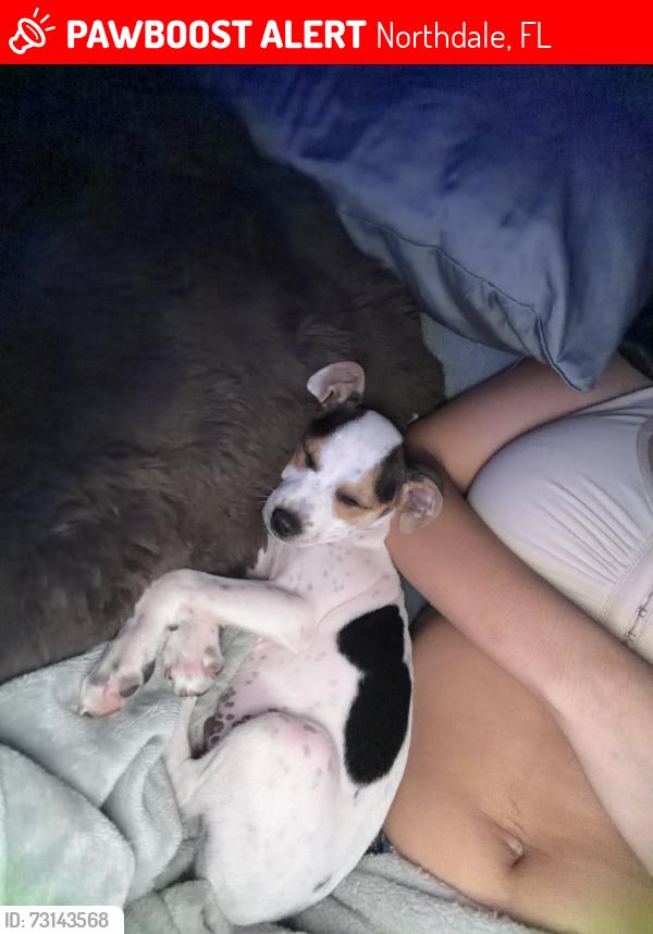 Lost Male Dog last seen Near Timberlan St Tampa, FL 33624 Estados Unidos, Northdale, FL 33624