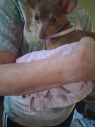 Found/Stray Female Dog last seen Eton st, Montgomery, AL 36109