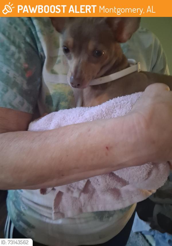 Found/Stray Female Dog last seen Eton st, Montgomery, AL 36109