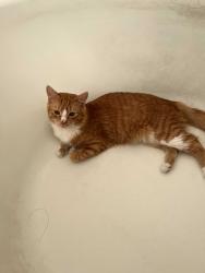 Reunited Male Cat last seen Near Cantera, Santa Ana / home, Santa Ana, CA 92703