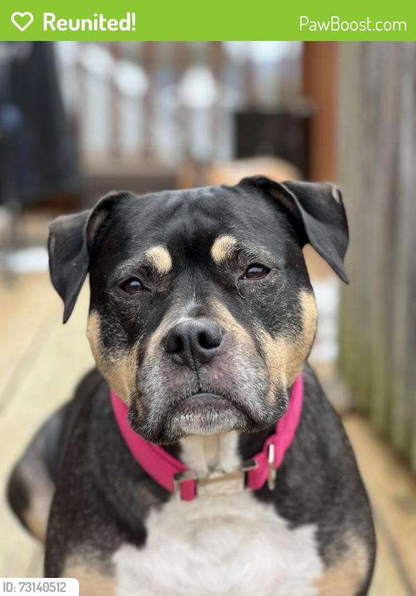 Reunited Female Dog last seen Hopewell road, Maury County, TN 38451