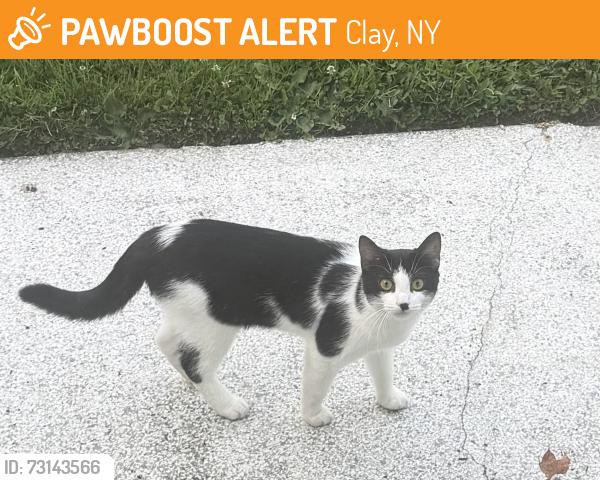 Found/Stray Female Cat last seen Merganser St., Clay, NY 13090