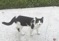 Found/Stray Female Cat last seen Merganser St., Clay, NY 13090