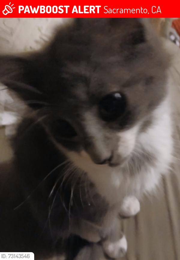 Lost Female Cat last seen 57th Street & 2nd Avenue, Sacramento, CA 95817