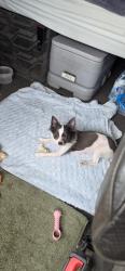 Lost Female Dog last seen On the 55, Pitman, NJ 08071