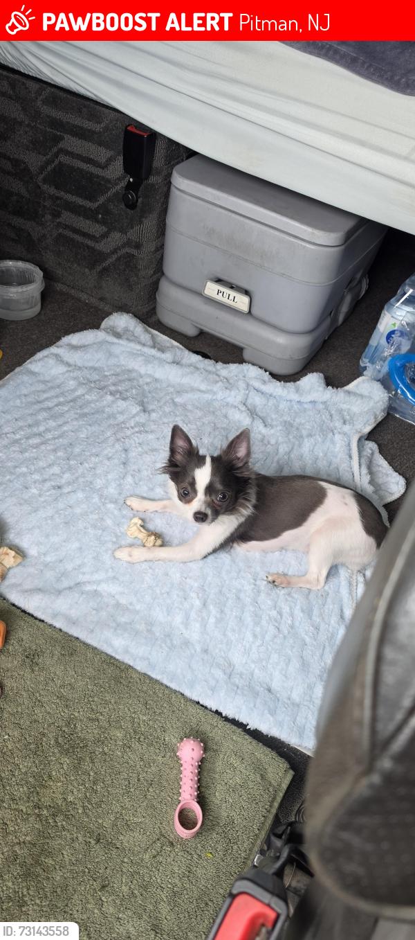 Lost Female Dog last seen On the 55, Pitman, NJ 08071