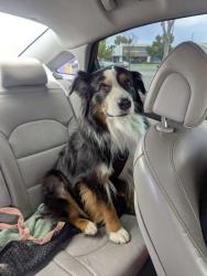 Reunited Male Dog last seen Off Sisk rd. close to Walmart, Modesto, CA 95350