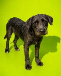 Shelter Stray Female Dog last seen , 2020 Forest St, Jacksonville, FL 32204, USA