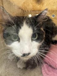 Shelter Stray Male Cat last seen Near BLOCK S MIRKWOOD LN, TAYLORSVILLE UT 84129, 4522 W 3500 S, West Valley City, UT 84120, USA