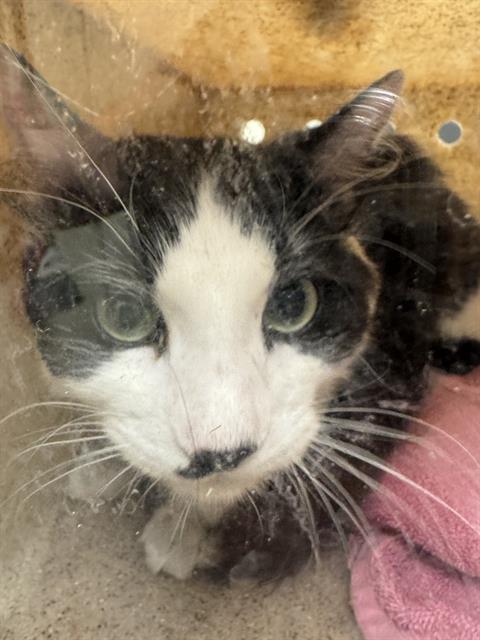 Shelter Stray Male Cat last seen Near BLOCK S MIRKWOOD LN, TAYLORSVILLE UT 84129, 4522 W 3500 S, West Valley City, UT 84120, USA